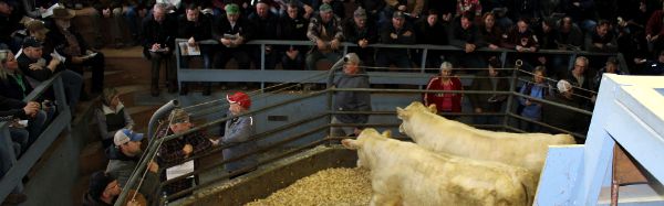 Atlantic Stockyards Limited - Livestock in Murray Siding, Nova Scotia